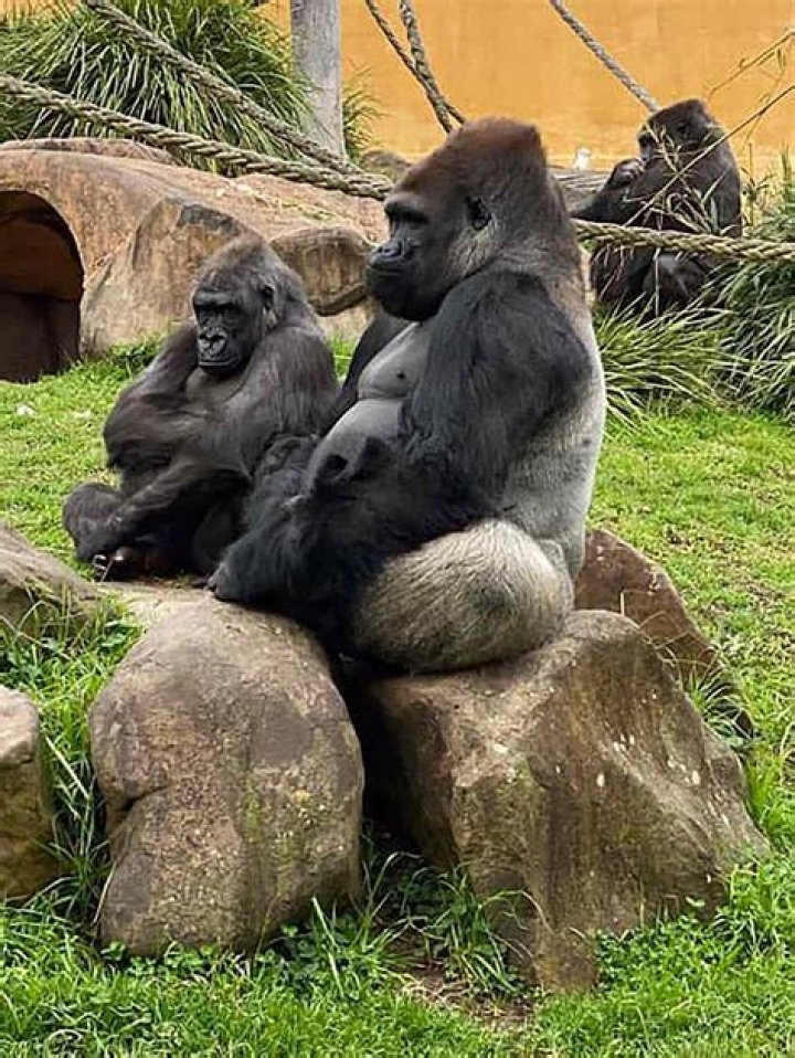 Unveiling The Enigmatic Kaius Gorilla: Discoveries And Insights Await